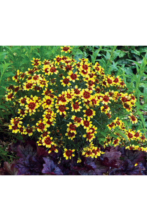 Nachyłek 'Bengal Tiger' Coreopsis