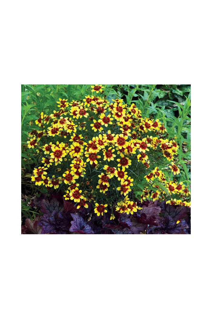 Nachyłek 'Bengal Tiger' Coreopsis
