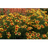 Nachyłek 'Bengal Tiger' Coreopsis