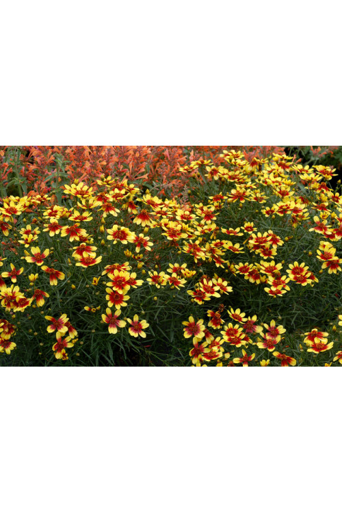 Nachyłek 'Bengal Tiger' Coreopsis
