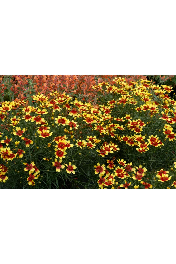 Nachyłek 'Bengal Tiger' Coreopsis