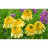Jeżówka 'Meteor Yellow' Echinacea