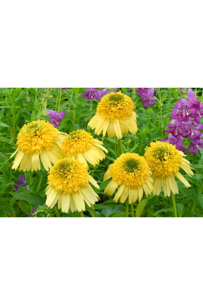 Jeżówka 'Meteor Yellow' Echinacea