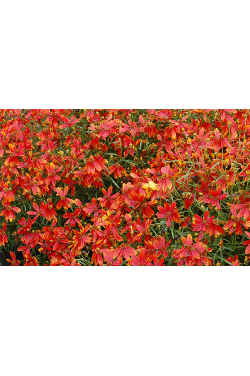 Nachyłek 'Ladybird' | Coreopsis