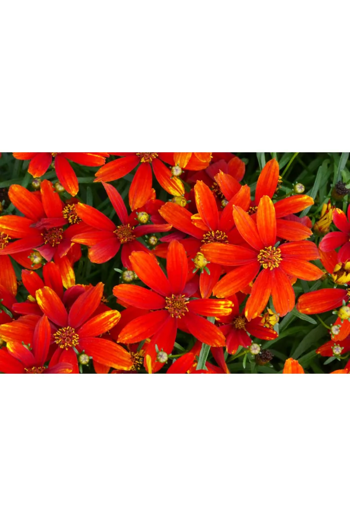 Nachyłek 'Ladybird' | Coreopsis