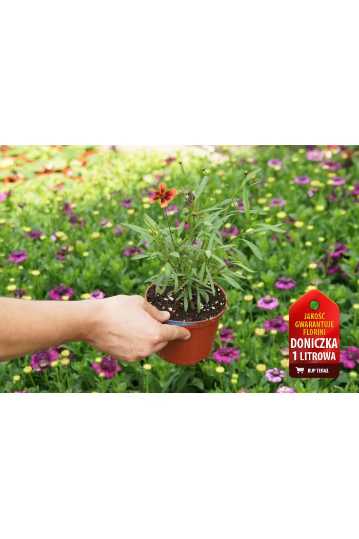 Nachyłek 'Ladybird' | Coreopsis