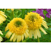 Jeżówka 'Meteor Yellow' Echinacea