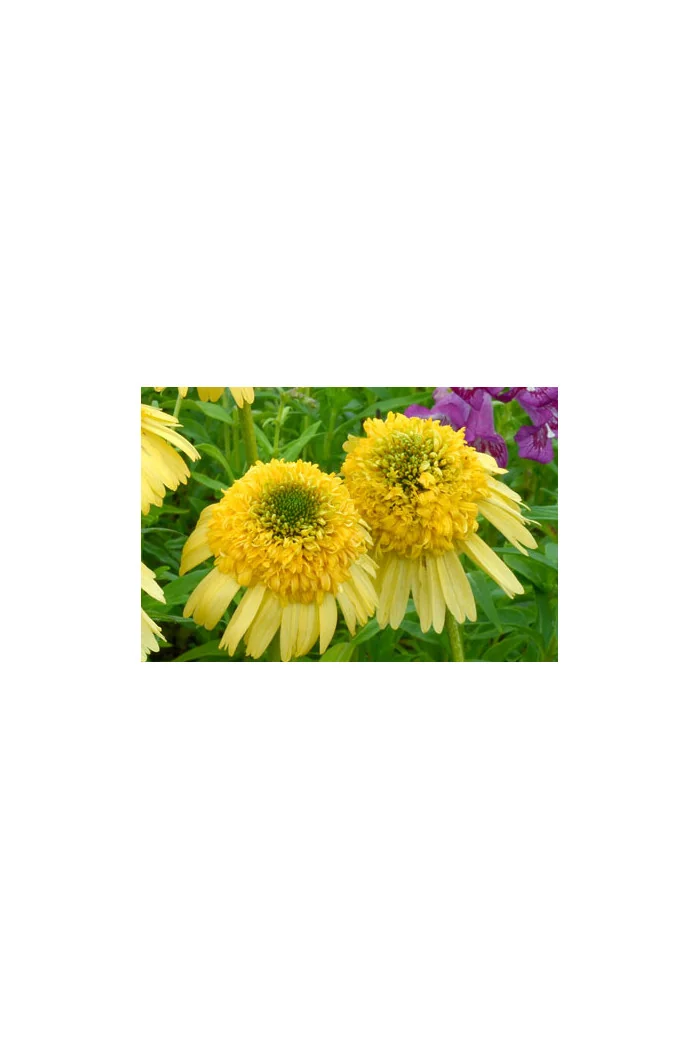 Jeżówka 'Meteor Yellow' Echinacea