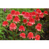 Jeżówka 'Supreme Flamingo' Echinacea