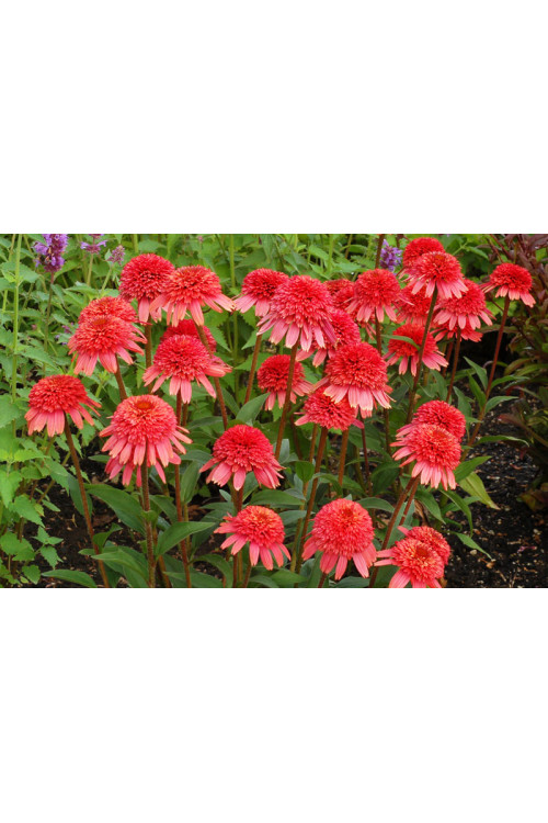 Jeżówka 'Supreme Flamingo' Echinacea