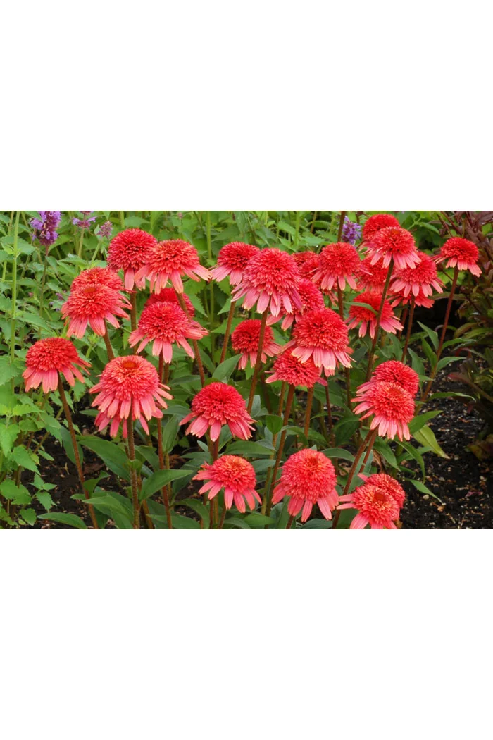 Jeżówka 'Supreme Flamingo' Echinacea