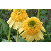 Jeżówka 'Meteor Yellow' Echinacea