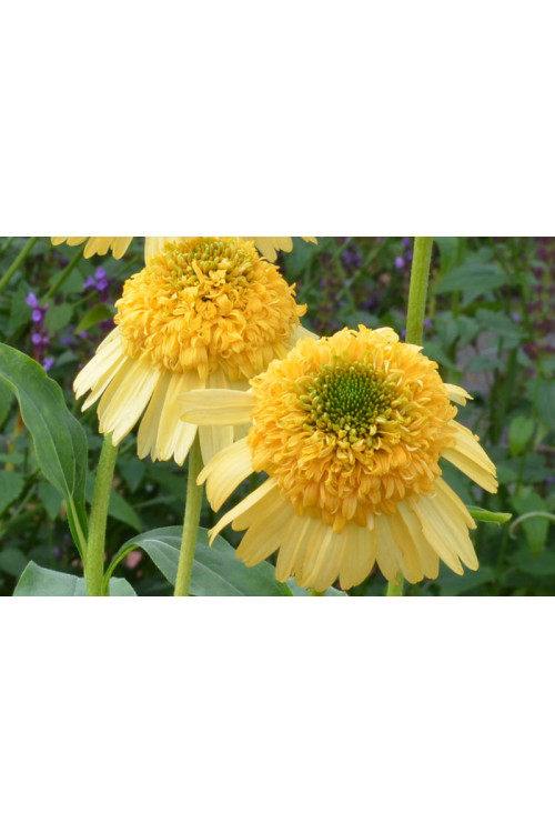 Jeżówka 'Meteor Yellow' Echinacea