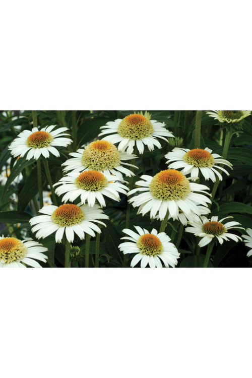 Jeżówka 'Secret Pride' Echinacea