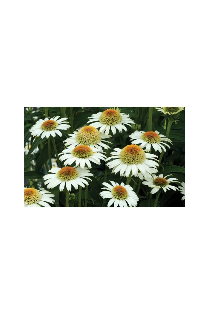 Jeżówka 'Secret Pride' Echinacea