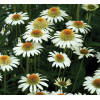 Jeżówka 'Secret Pride' Echinacea