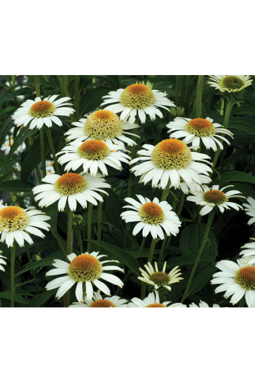 Jeżówka 'Secret Pride' Echinacea
