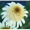 Jeżówka 'Secret Pride' Echinacea