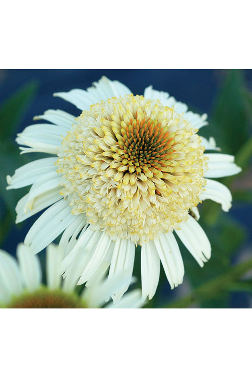 Jeżówka 'Secret Pride' Echinacea