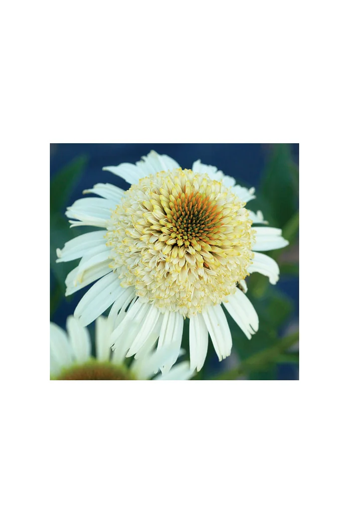 Jeżówka 'Secret Pride' Echinacea