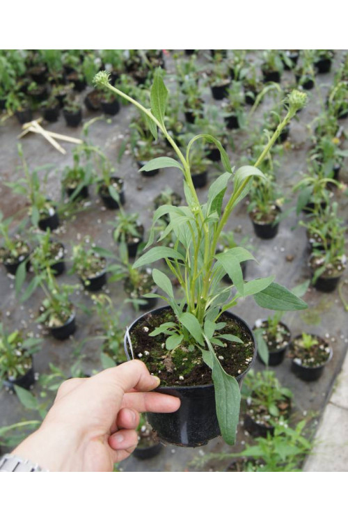 Jeżówka 'Secret Pride' Echinacea
