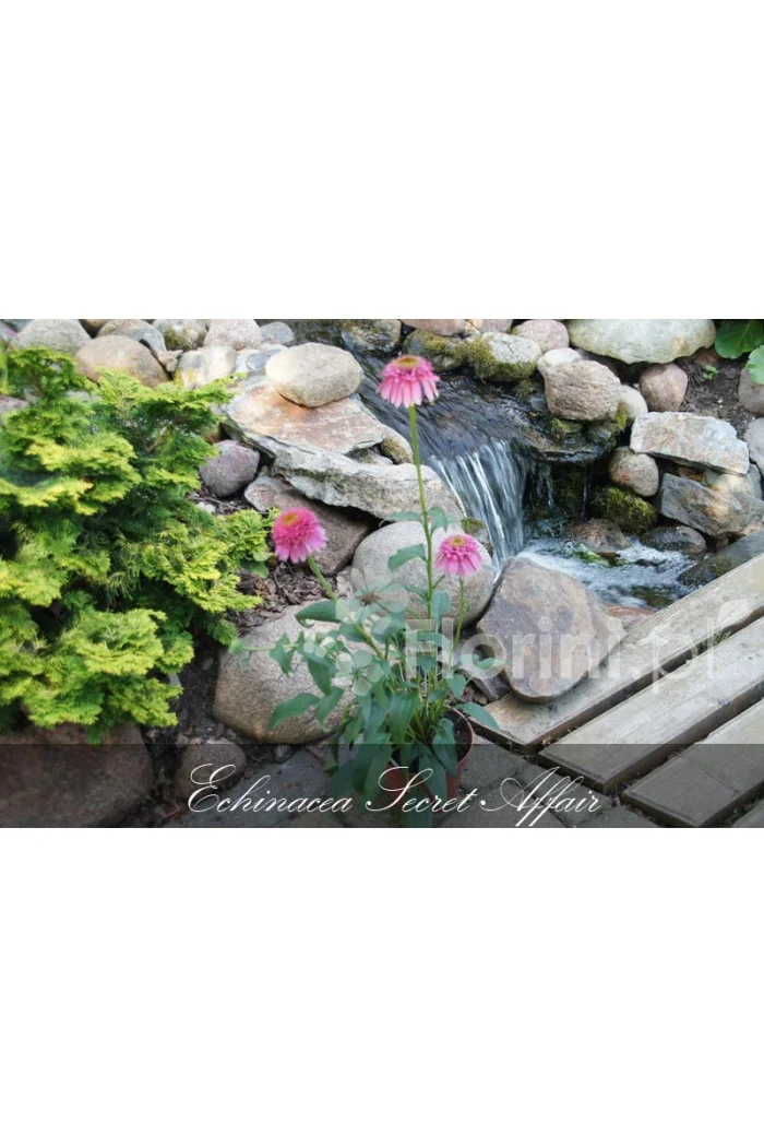 Jeżówka 'Supreme Flamingo' Echinacea