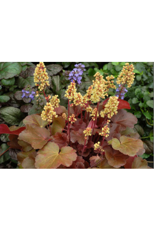Żurawka 'Little Cutie Blondie' Heuchera