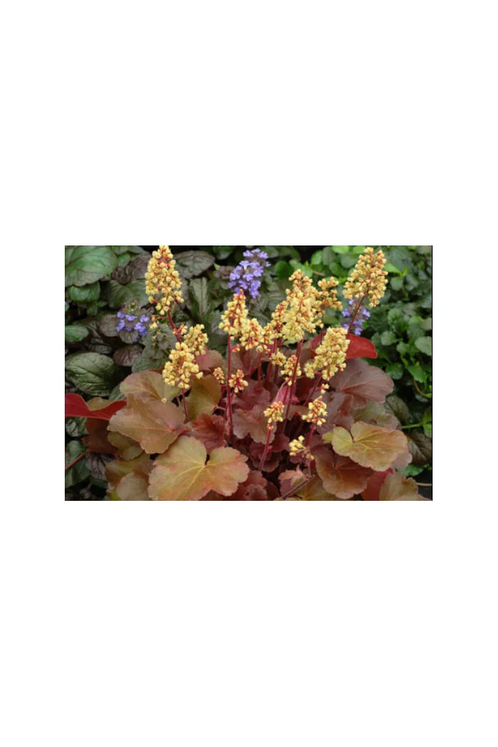 Żurawka 'Little Cutie Blondie' Heuchera