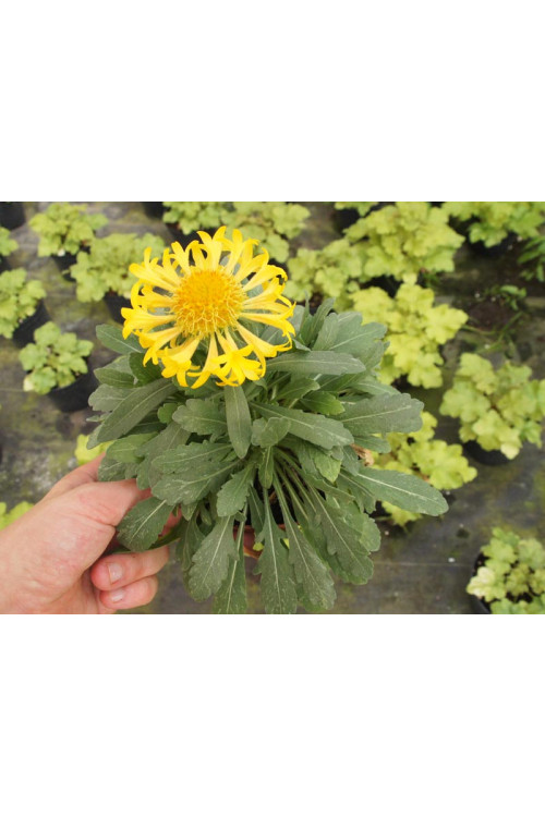 Gailardia 'Moxie' Gaillardia