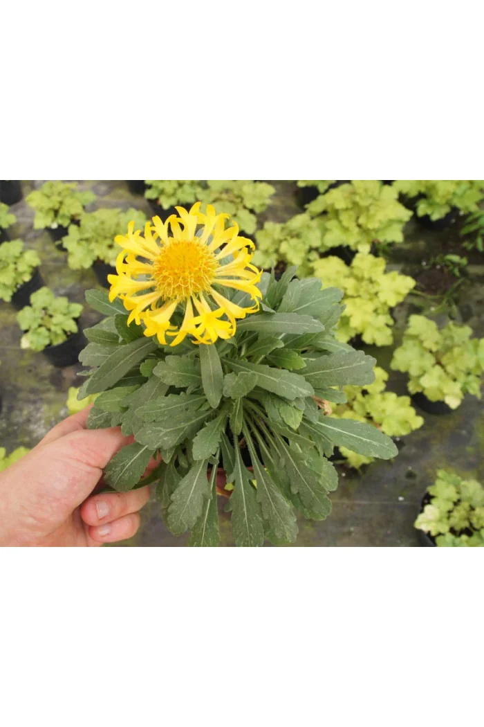 Gailardia 'Moxie' Gaillardia