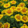 Gailardia 'Moxie' Gaillardia