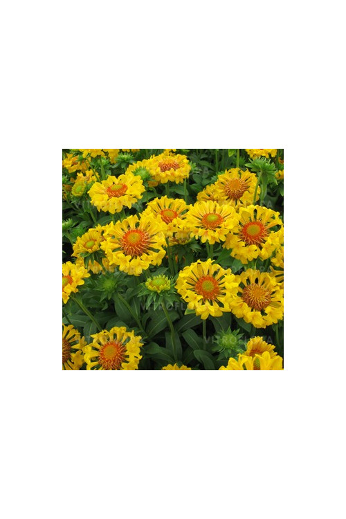 Gailardia 'Moxie' Gaillardia