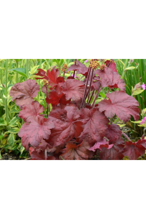 Żurawka 'Little Cutie Blondie' Heuchera
