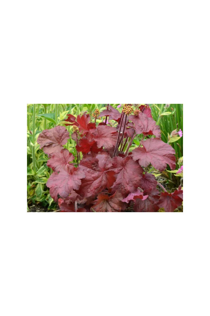 Żurawka 'Little Cutie Blondie' Heuchera