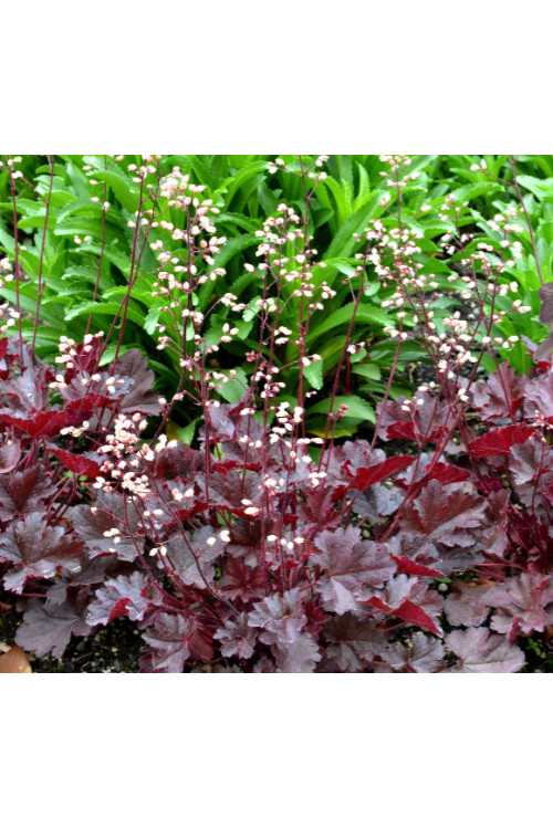 Żurawka 'Little Cutie Coco' Heuchera