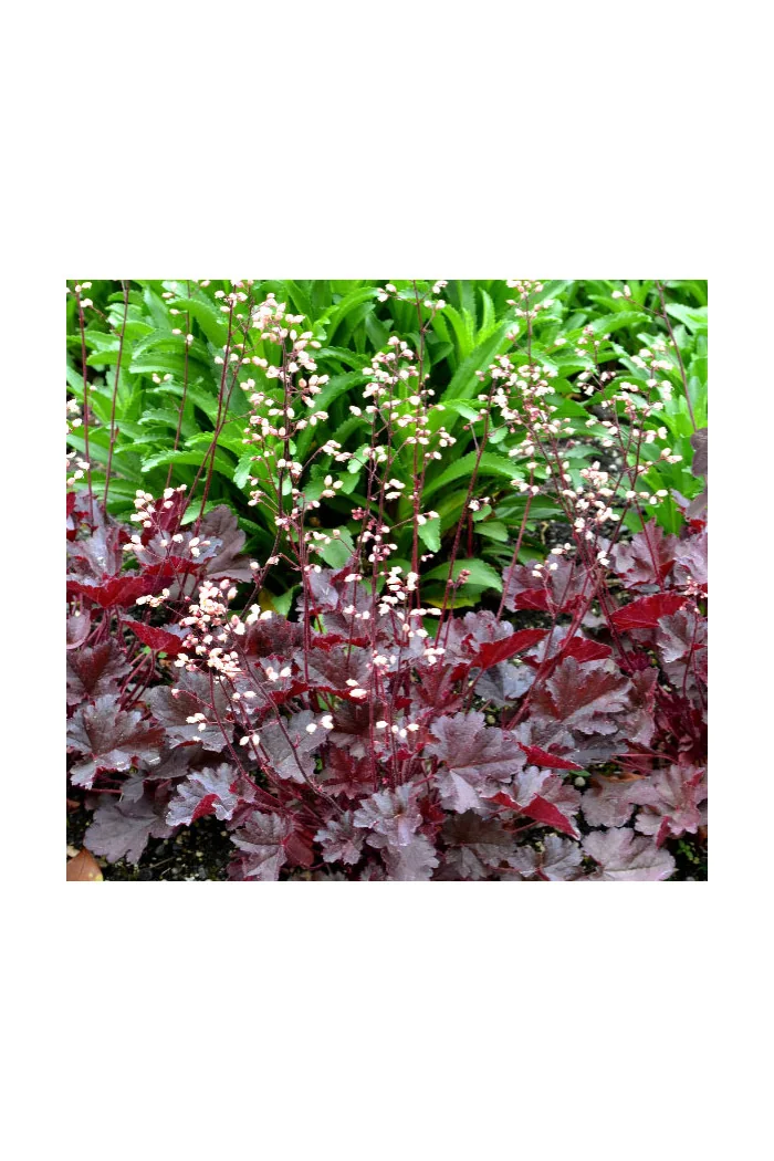 Żurawka 'Little Cutie Coco' Heuchera