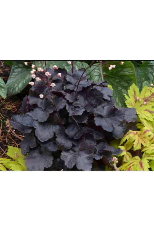 Żurawka 'Little Cutie Coco' Heuchera