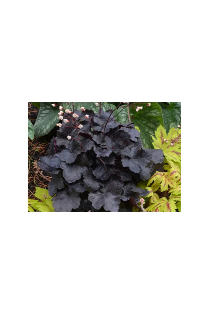 Żurawka 'Little Cutie Coco' Heuchera