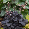 Żurawka 'Little Cutie Coco' Heuchera