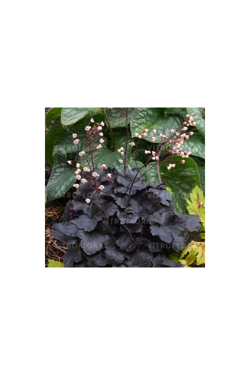 Żurawka 'Little Cutie Coco' Heuchera