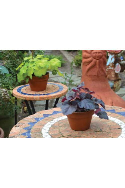 Żurawka 'Little Cutie Coco' Heuchera