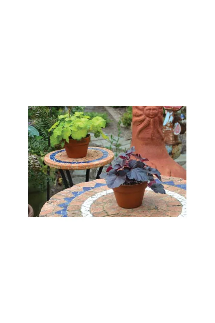 Żurawka 'Little Cutie Coco' Heuchera