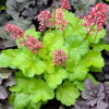 Żurawka 'Little Cutie Sweet Tart' Heuchera