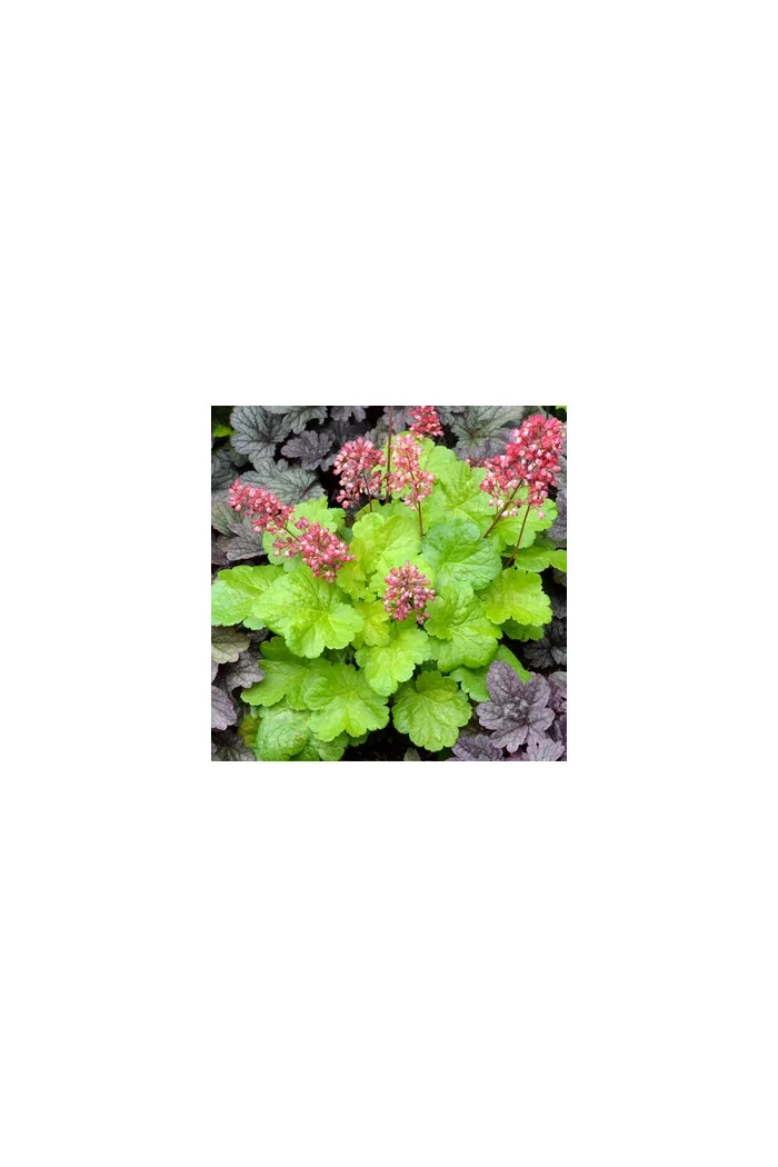 Żurawka 'Little Cutie Sweet Tart' Heuchera