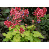 Żurawka 'Little Cutie Sweet Tart' Heuchera