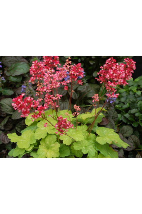 Żurawka 'Little Cutie Sweet Tart' Heuchera