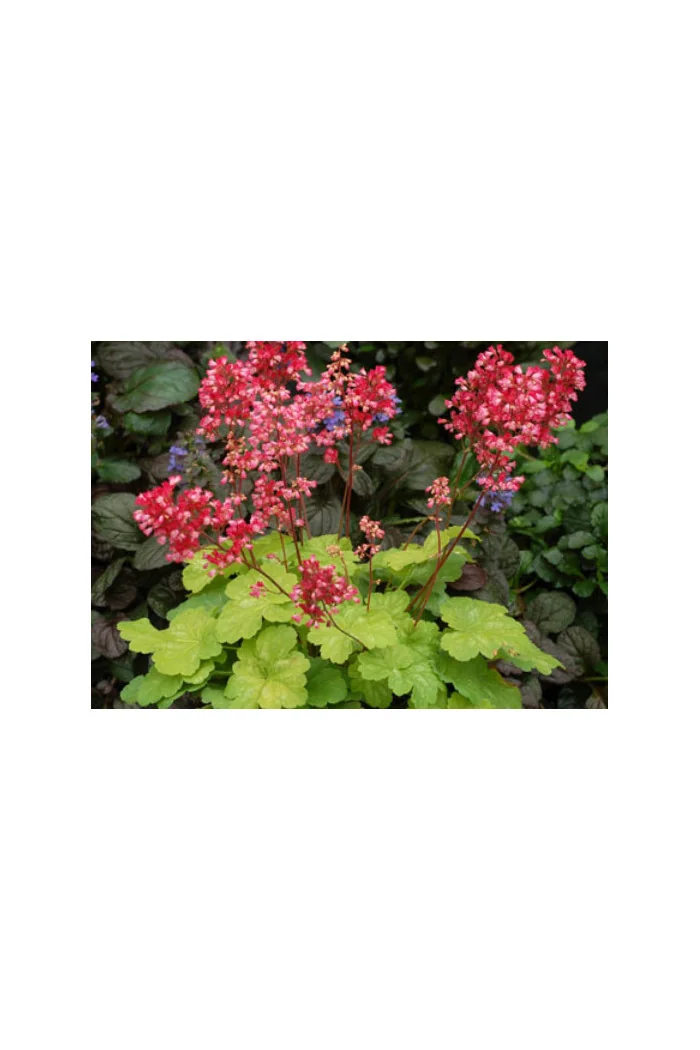 Żurawka 'Little Cutie Sweet Tart' Heuchera