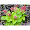 Żurawka 'Little Cutie Sweet Tart' Heuchera