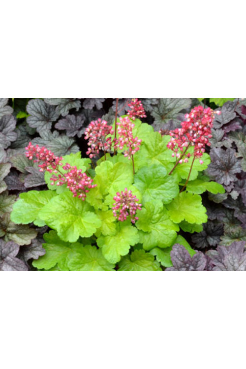 Żurawka 'Little Cutie Sweet Tart' Heuchera