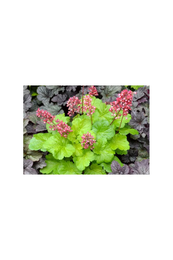 Żurawka 'Little Cutie Sweet Tart' Heuchera